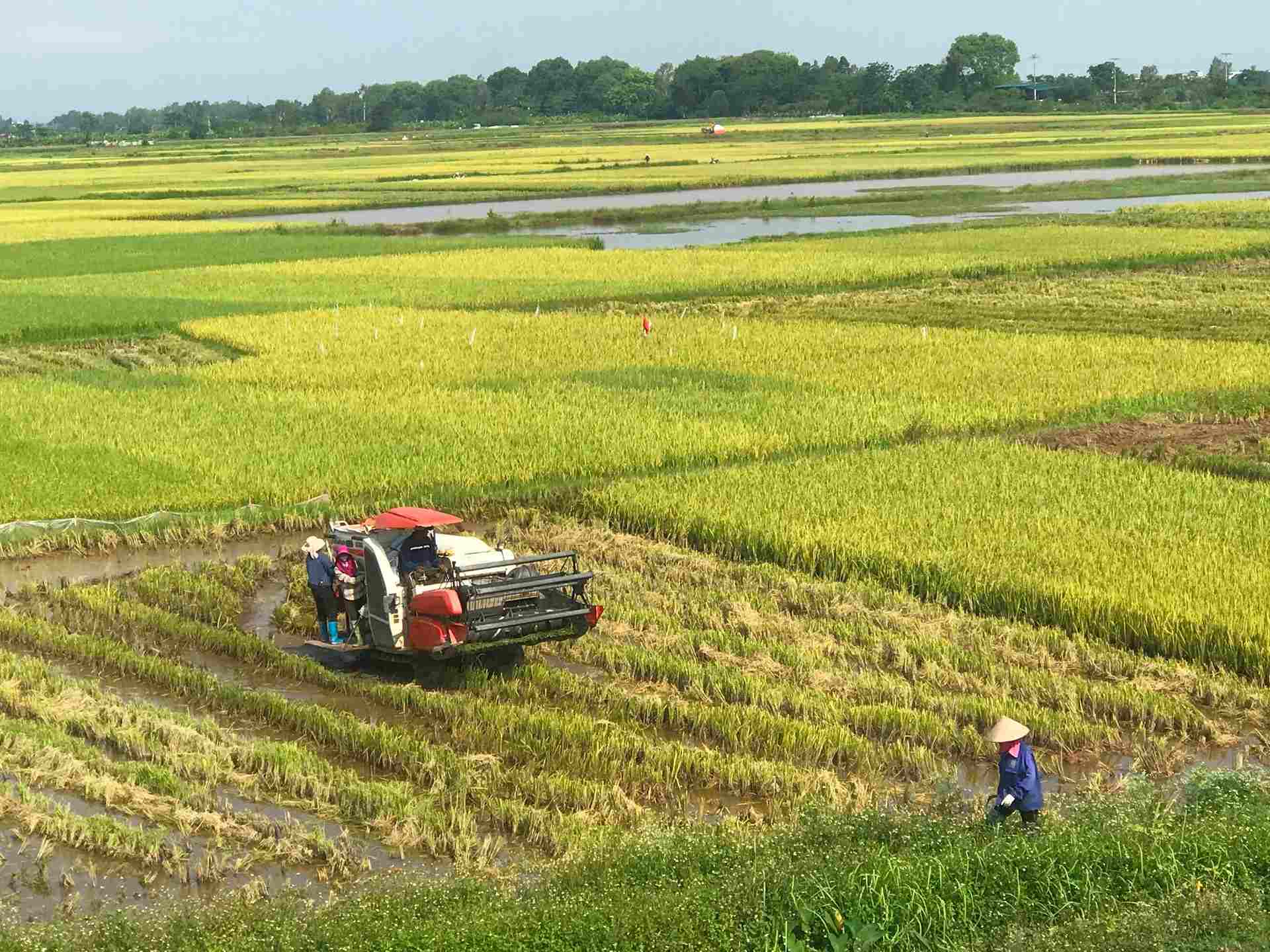 Việc thay đổi chính sách là bước tiến mới cho xuất khẩu gạo