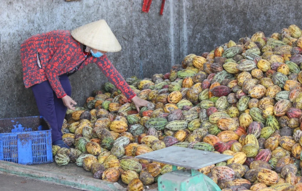 nong-dan-dang-chon-loc-ca-cao-tuoi-de-ban