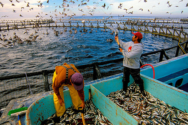 thủy sản việt nam