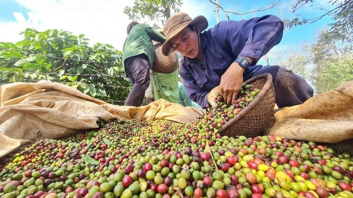 Giá cà phê hôm nay ngày 6/11/2024: Tăng nhẹ nhờ tỷ giá, thị trường vẫn biến động