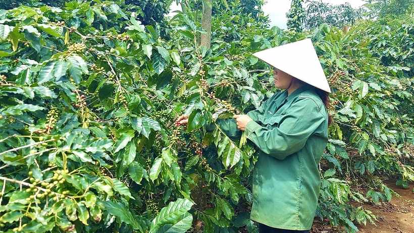 Giá cà phê Robusta tăng dù sản lượng xuất khẩu giảm