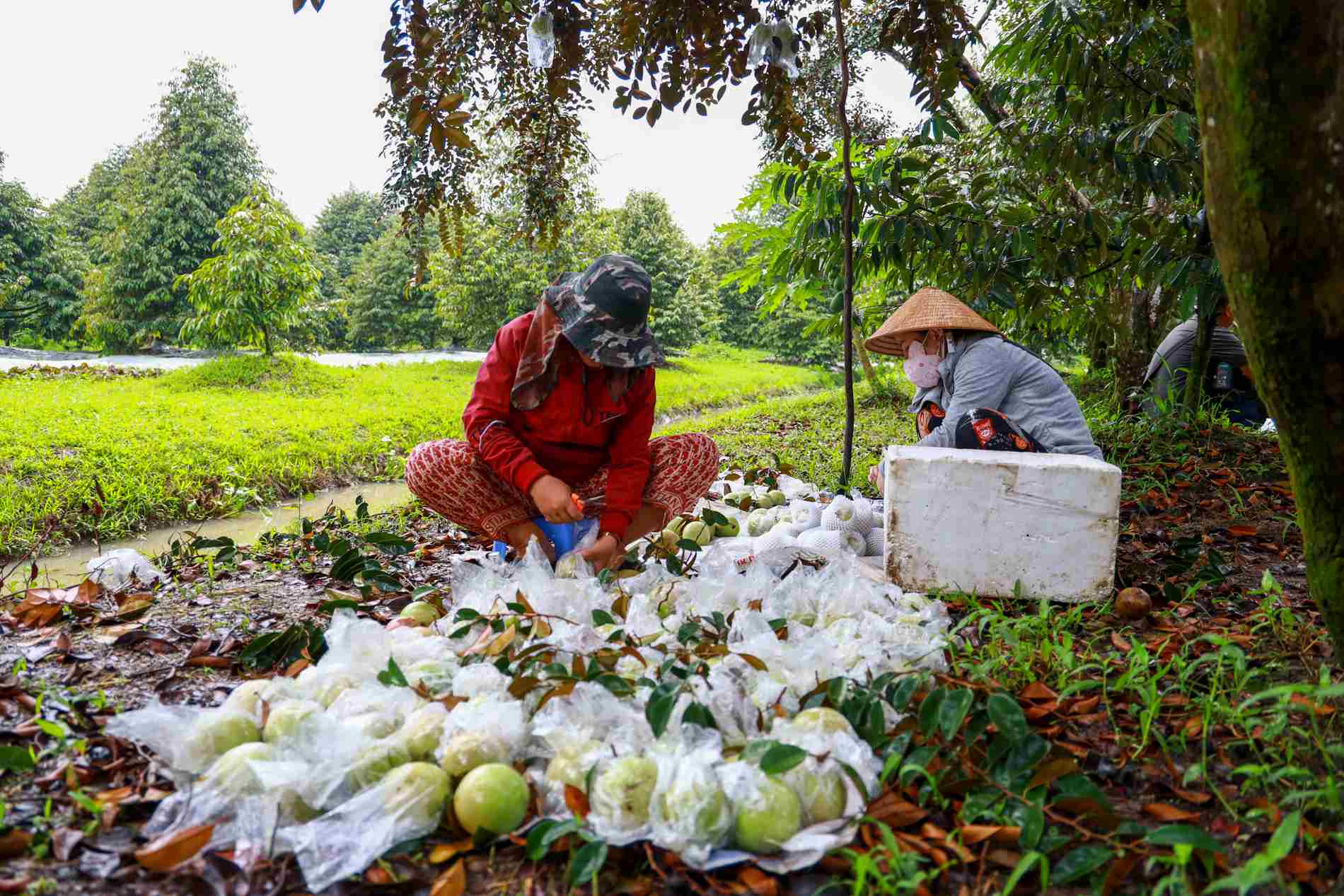 xuất khẩu rau quả tăng trưởng mạnh