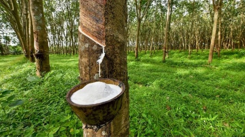 Thị trường nông sản Việt 5/5 sôi động với hồ tiêu và thịt lợn 3 Thịt lợn và cao su giá tốt, chi phí vận chuyển cần cân nhắc. Ảnh minh họa
