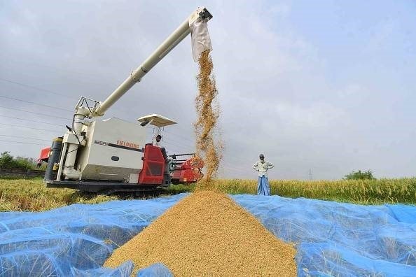 Ấn Độ Giảm Mạnh Thuế Xuất Khẩu, Tín Hiệu Mới Về Chính Sách Thương Mại Gạo 1 Ấn Độ công bố quyết định giảm một nửa thuế xuất khẩu đối với gạo