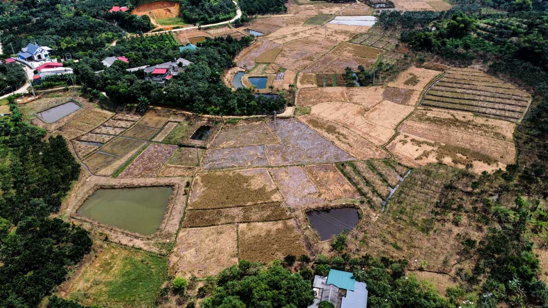 Yên Bái: Bão lũ tàn phá bưởi Đại Minh, nông dân trắng tay 8 Buoi 1 01
