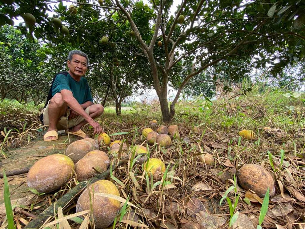 Yên Bái: Bão lũ tàn phá bưởi Đại Minh, nông dân trắng tay 3 Buoi 15