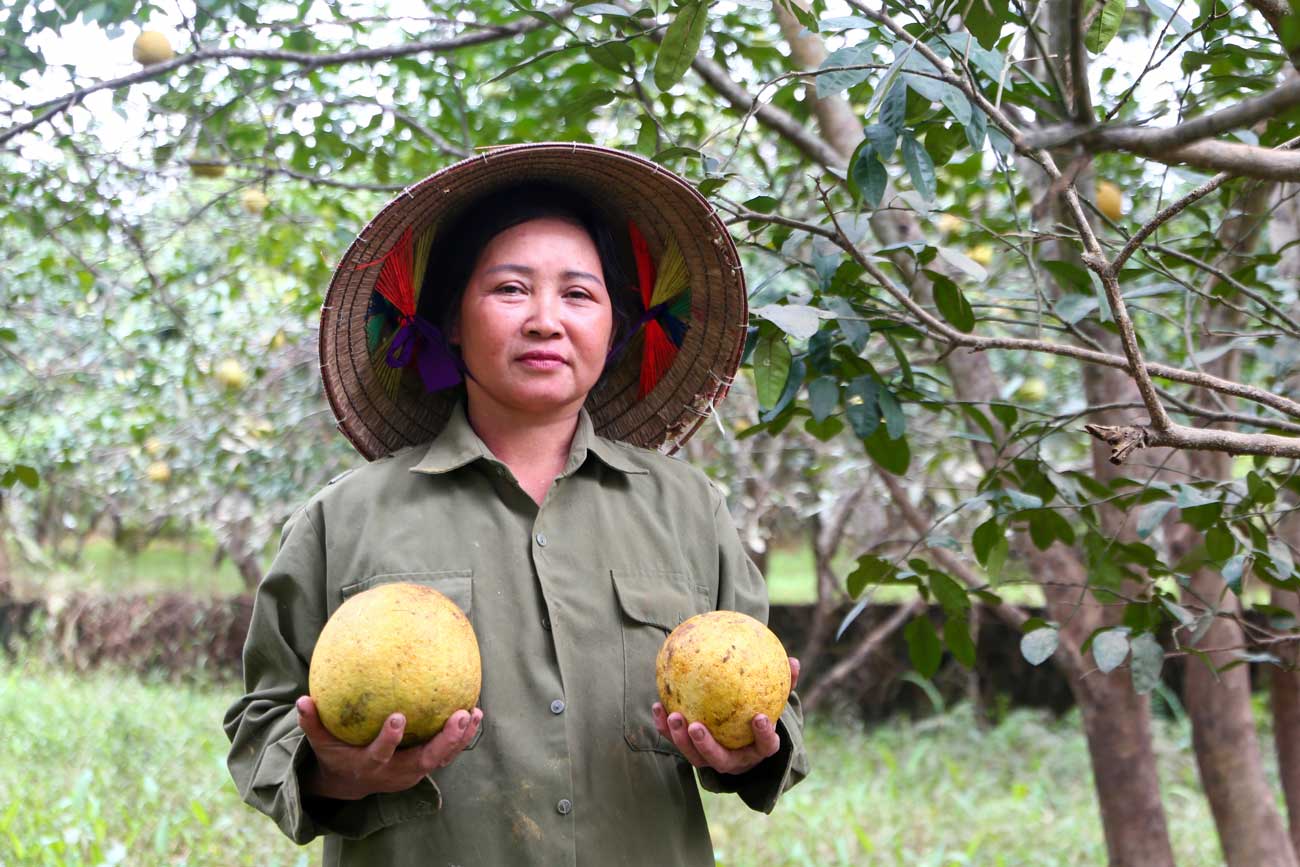 Yên Bái: Bão lũ tàn phá bưởi Đại Minh, nông dân trắng tay 5 Buoi 4 01