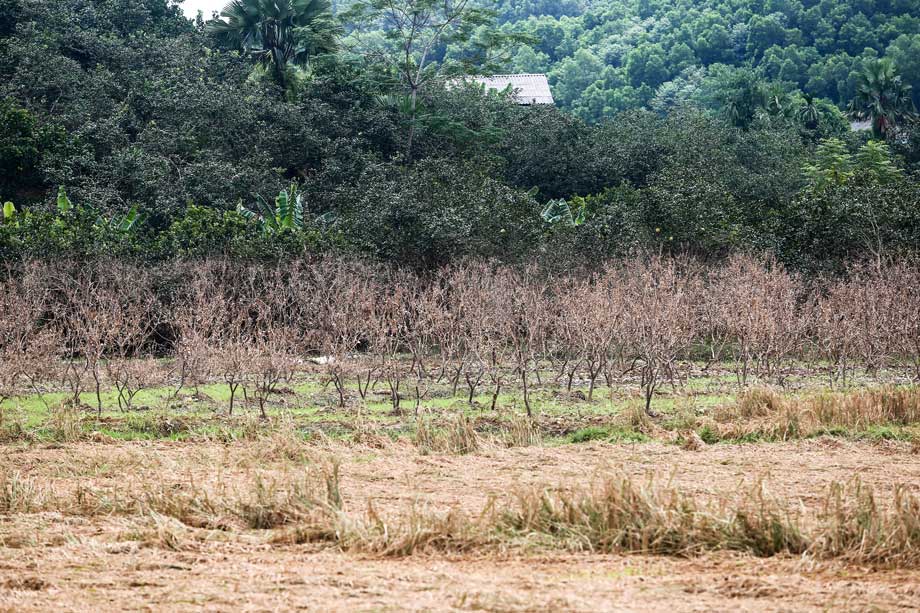 Yên Bái: Bão lũ tàn phá bưởi Đại Minh, nông dân trắng tay 1 Buoi 9