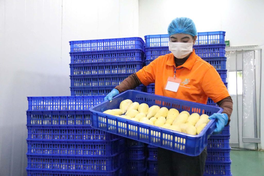 Theo ông Huỳnh Tấn Đạt, Cục trưởng Cục Bảo vệ Thực vật, kim ngạch xuất khẩu sầu riêng đông lạnh của Việt Nam trong năm 2024 có thể đạt 300 triệu USD
