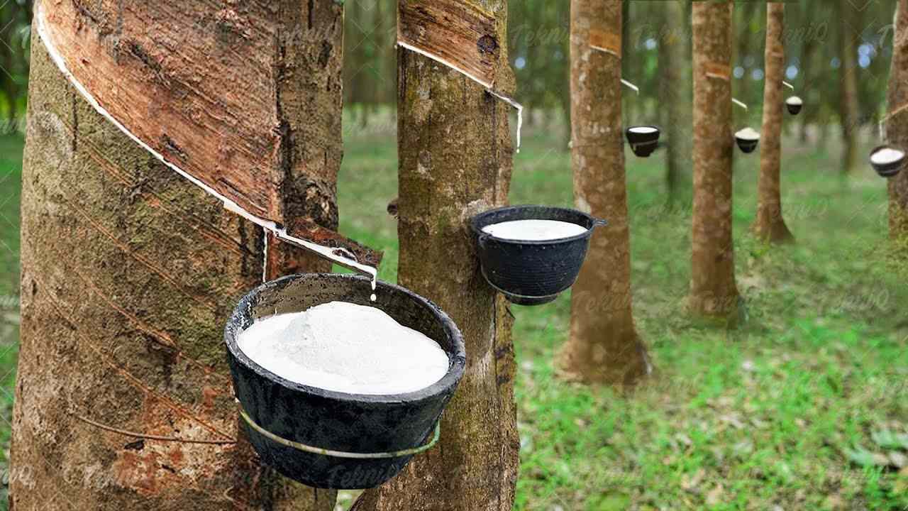 Giá bán cao su bật tăng - 60s hôm nay