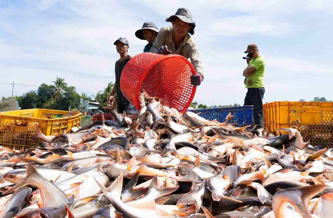 Thủy sản 9 tháng đầu năm xuất khẩu cá tra tăng 8% tôm dẫn đầu gần 2,8 tỷ USD 1 xuat-khau-thuy-hai-san