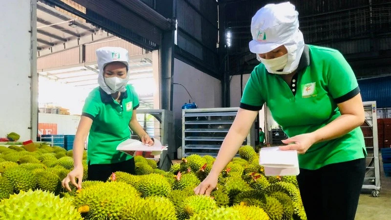Xuất khẩu rau quả: Rộn ràng những tín hiệu vui 1 xuat-khau-rau-qua-co-nhieu-tin-hieu-vui