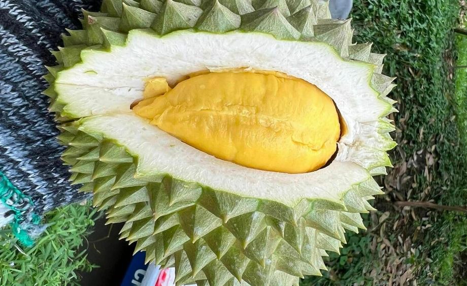 Sầu riêng tăng giá gấp đôi lên 134.000 đồng/kg do nguồn cung khan hiếm 3 Sầu riêng 60shomnay