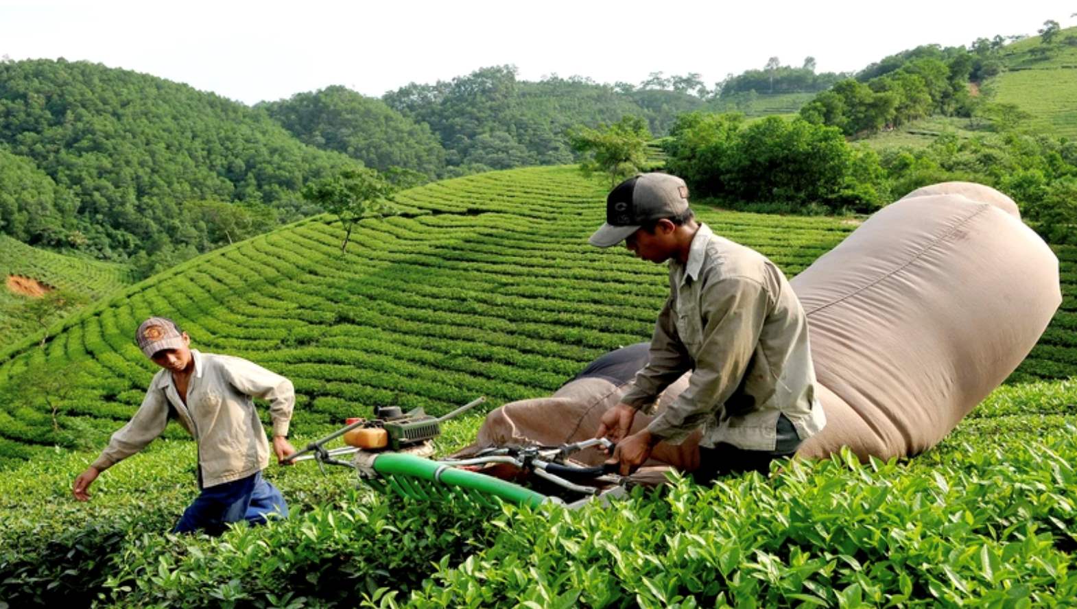 Xuất Khẩu Chè Việt Nam: Tiềm Năng Lớn Nhưng Giá Trị Vẫn Khiêm Tốn