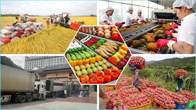 Xuất siêu nông lâm thủy sản đạt 13,86 tỷ USD trong 9 tháng đầu năm 2024 2 xuất siêu
