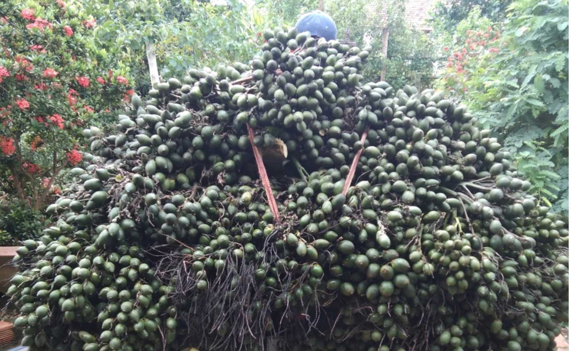 Giá cau vọt lên đỉnh rồi bất ngờ lao dốc, vì sao? 1 gia-cau-tuoi-tang-lien-tuc-roi-lai-xuong
