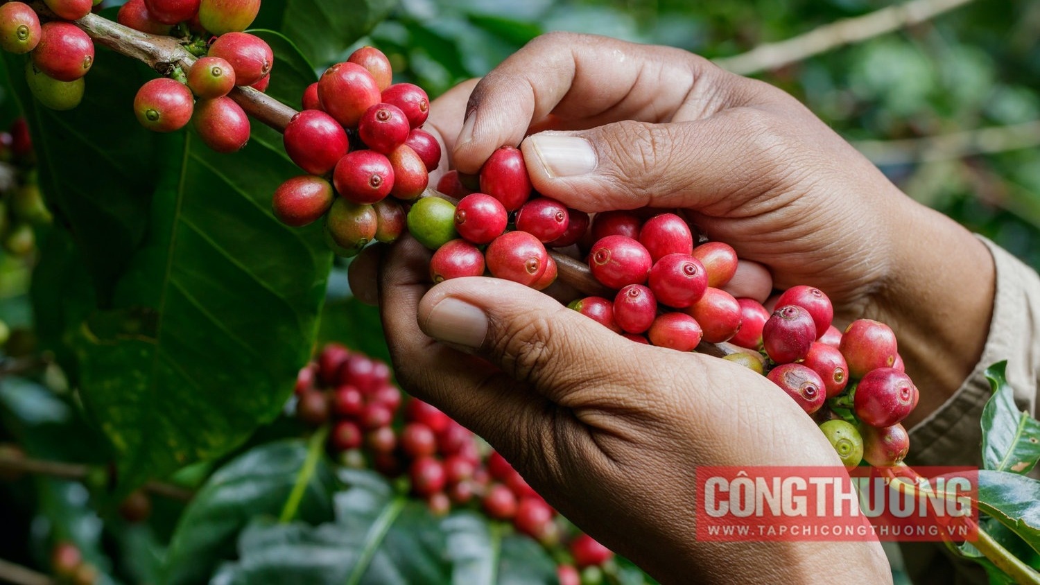 Giá Cà Phê Hôm Nay 24/10: Trong Nước Giảm Mạnh 1.900 Đồng/kg, Nông Dân Lo Ngại 2 giá cà phê