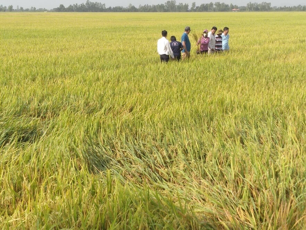 Ngành ngân hàng tạo điều kiện thuận lợi cho chương trình cho vay lúa gạo 1 Ngân hàng Nhà nước (NHNN), các ngân hàng đang thực hiện nhiều chính sách cho vay nhằm tạo điều kiện thuận lợi cho các hộ sản xuất lúa gạo