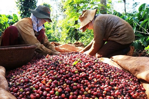 Giá cà phê hôm nay 15/10 tăng giảm trái chiều tại Tây Nguyên đạt mức 113.600 đồng/kg 3 giá cà phê