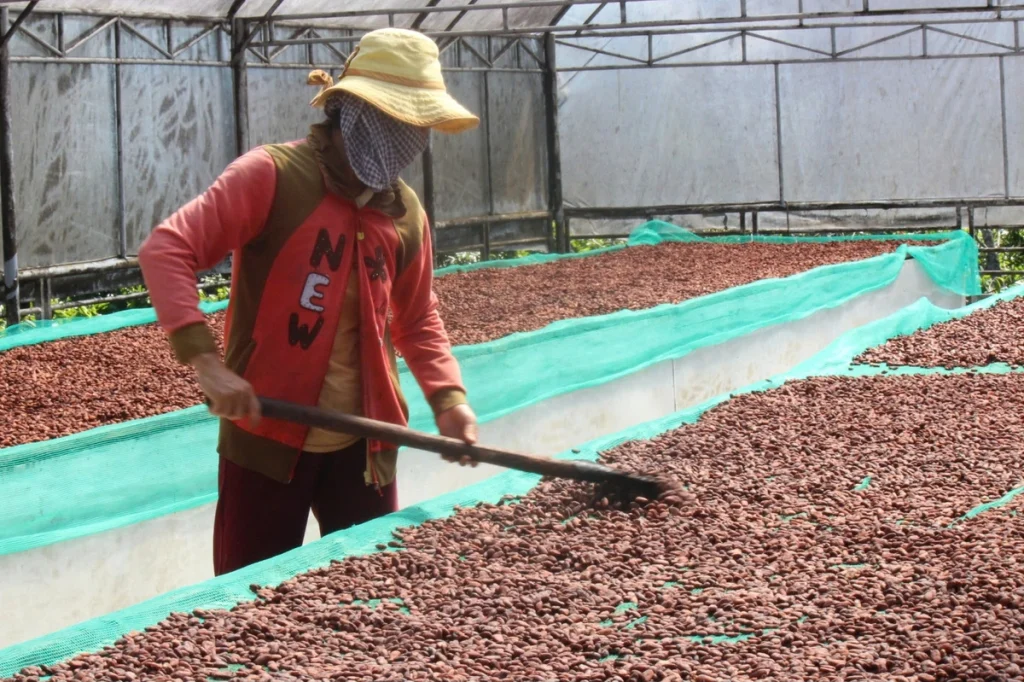 Giá ca cao "đắt như tôm tươi": Niềm vui của người trồng, nỗi lo của người dùng 2 Giá ca cao tăng cao đặt ra bài toán khó cho các doanh nghiệp sản xuất bánh kẹo, sô-cô-la