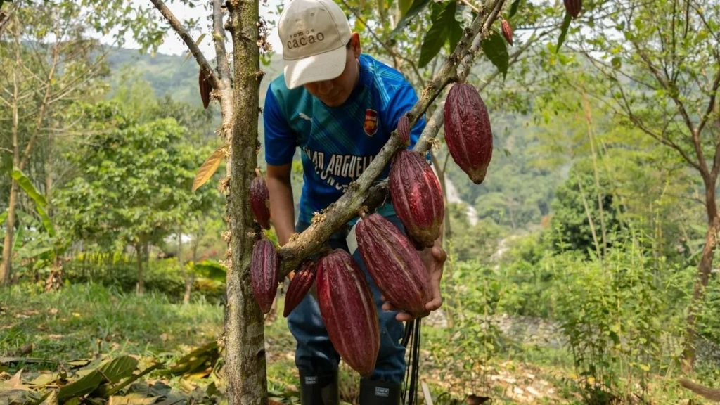 Giá cacao “nhảy múa”, bánh kẹo, chocolate sắp “cháy túi”? 1 Giá cacao tăng chóng mặt tạo ra một "cú sốc" lớn cho các doanh nghiệp sản xuất bánh kẹo, chocolate