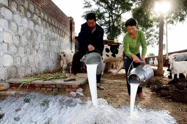 Năm 2023, sản lượng sữa tại Trung Quốc đạt 42 triệu tấn, vượt mục tiêu đề ra trước thời hạn 2 năm