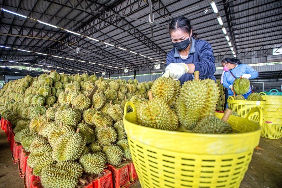 Sầu riêng Việt Nam "làm mưa làm gió" tại Trung Quốc, doanh thu cán mốc 3 tỷ USD 3 Nhận thấy tiềm năng to lớn từ thị trường Trung Quốc, Việt Nam đã đẩy mạnh xuất khẩu sầu riêng và đạt được những thành công đáng kể