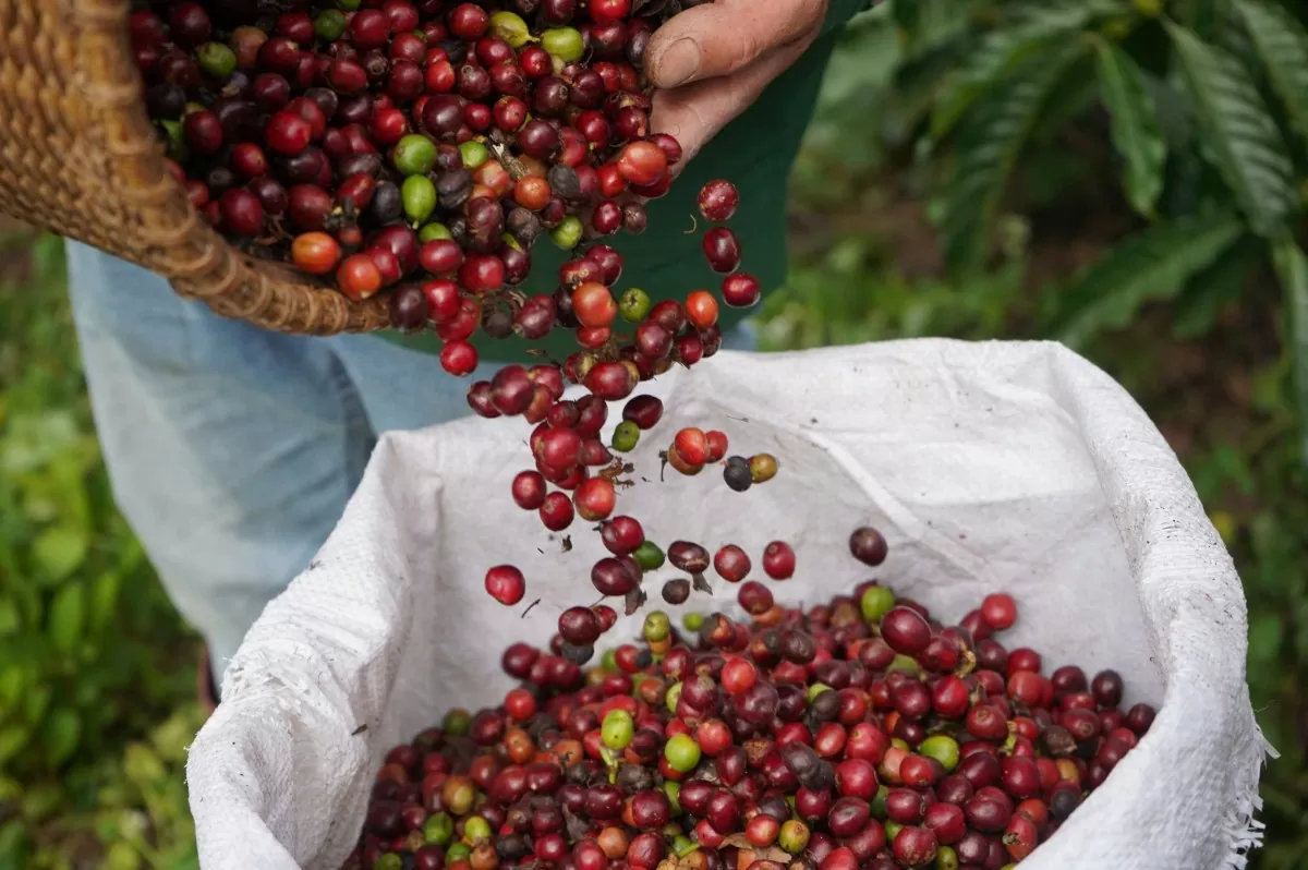 Cà phê "lên cơn sốt", giá đạt đỉnh lịch sử, ai được lợi? 2 ca-phe-hom-nay