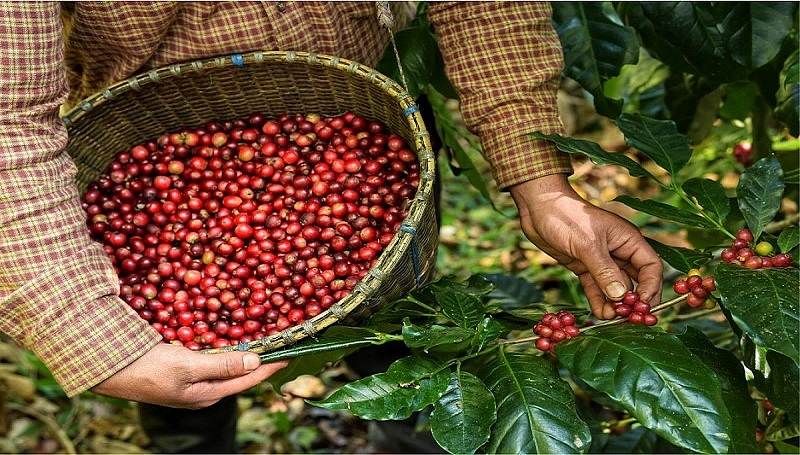 Giá cà phê hôm nay 10/10: Tăng nhẹ, doanh nghiệp mua giá cao 1 giá cà phê