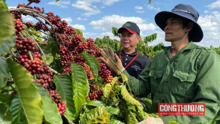 Giá cà phê hôm nay 17/10 tăng nhẹ do nhu cầu xuất khẩu cao