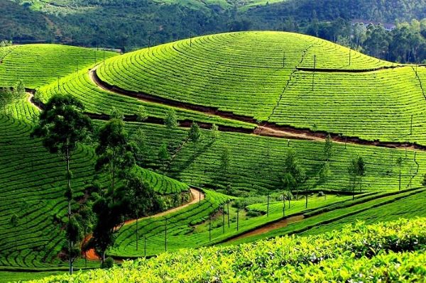 Xuất Khẩu Chè Việt Nam: Tiềm Năng Lớn Nhưng Giá Trị Vẫn Khiêm Tốn 2 chè xuất khẩu tăng