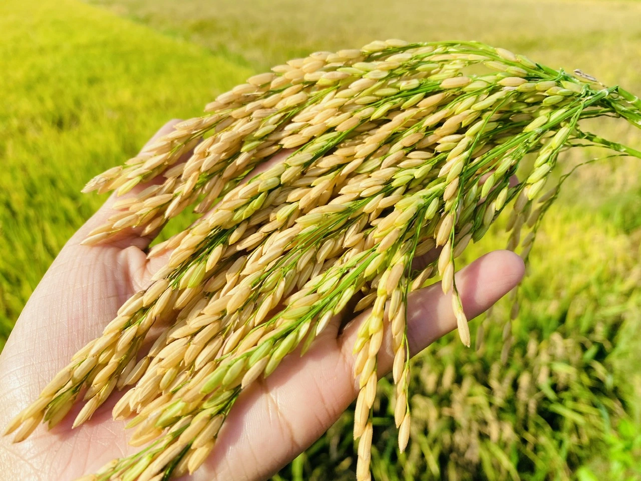 Gạo Việt Nam chất lượng cao, không cạnh tranh với gạo Ấn Độ 3 gạo việt nam 1