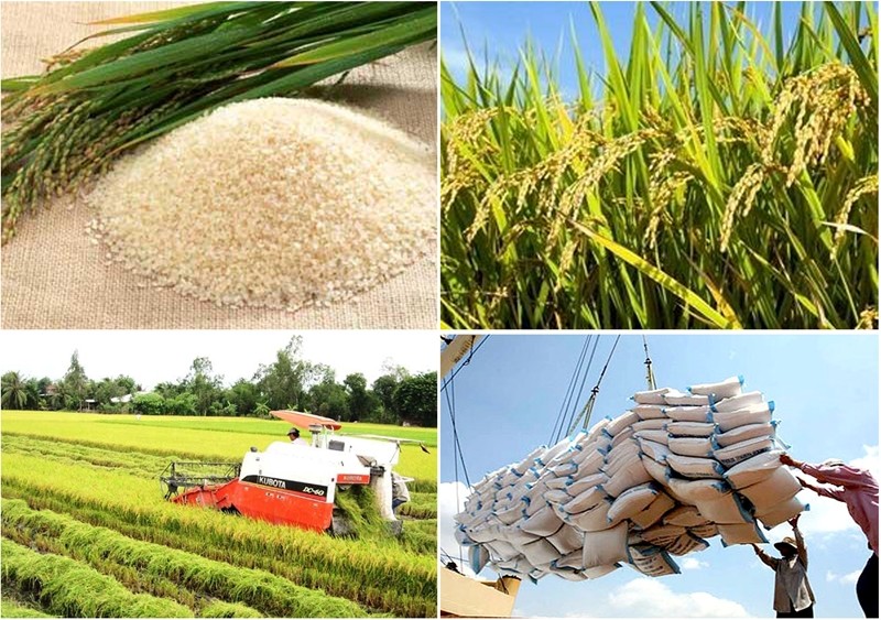 Gạo Việt Nam chất lượng cao, không cạnh tranh với gạo Ấn Độ 1 gạo việt nam