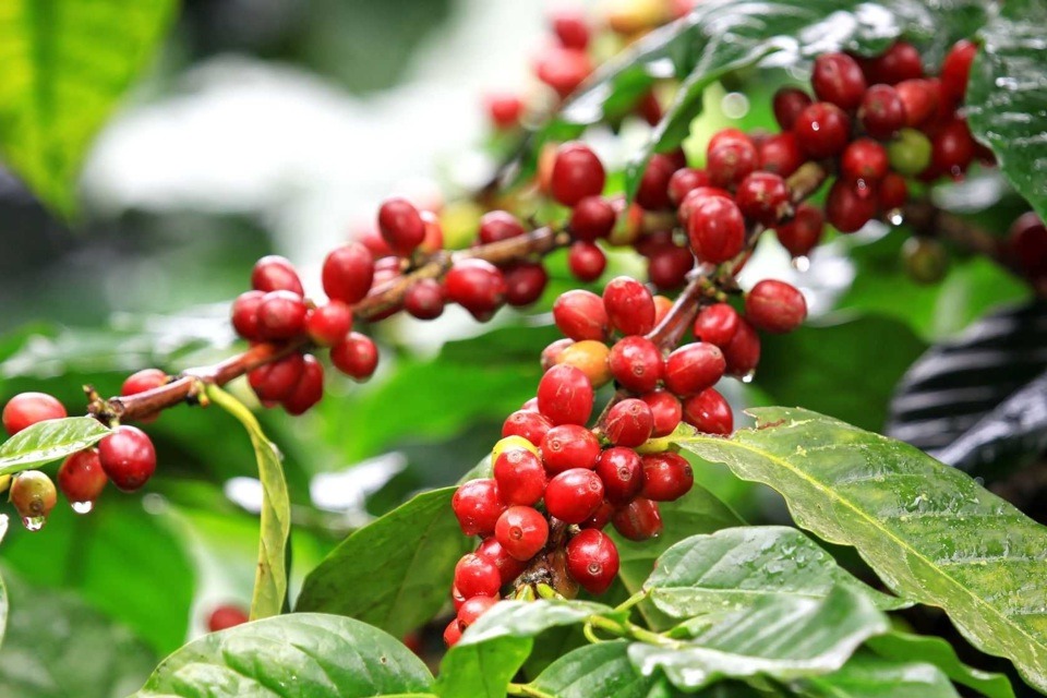 Giá cà phê hôm nay 10/10: Tăng nhẹ, doanh nghiệp mua giá cao