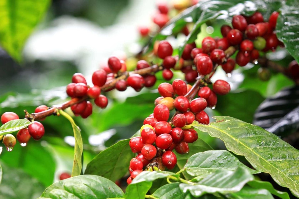 Giá cà phê hôm nay 15/10 tăng giảm trái chiều tại Tây Nguyên đạt mức 113.600 đồng/kg