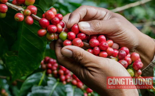 Giá Cà Phê Hôm Nay 24/10: Trong Nước Giảm Mạnh 1.900 Đồng/kg, Nông Dân Lo Ngại