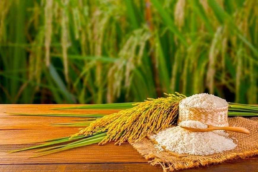 Ngành ngân hàng tạo điều kiện thuận lợi cho chương trình cho vay lúa gạo 2 các ngân hàng cũng cam kết sẽ đồng hành cùng nông dân và doanh nghiệp trong suốt quá trình sản xuất, từ khâu gieo trồng cho đến khi lúa được thu hoạch và đưa vào chế biến