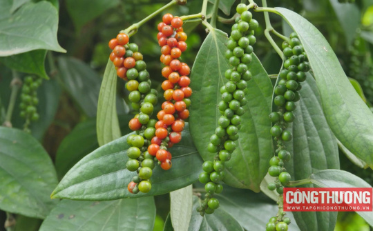 Thị trường tiêu 31/10: Trung Đông tăng cường nhập khẩu