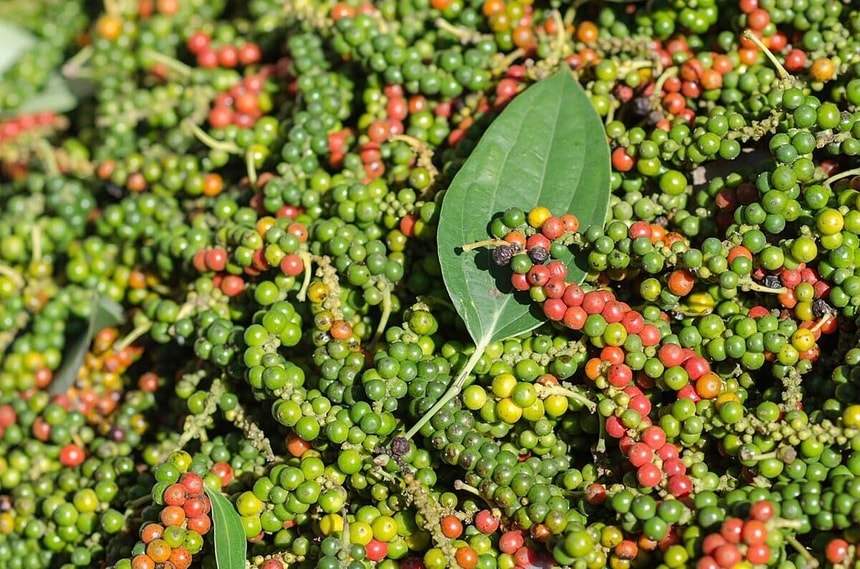 Giá tiêu 22/10: Tăng nhẹ giữa bối cảnh nguồn cung trong nước khan hiếm