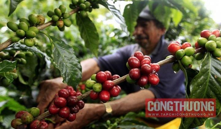 Cà phê “lên cơn sốt”, giá đạt đỉnh lịch sử, ai được lợi?