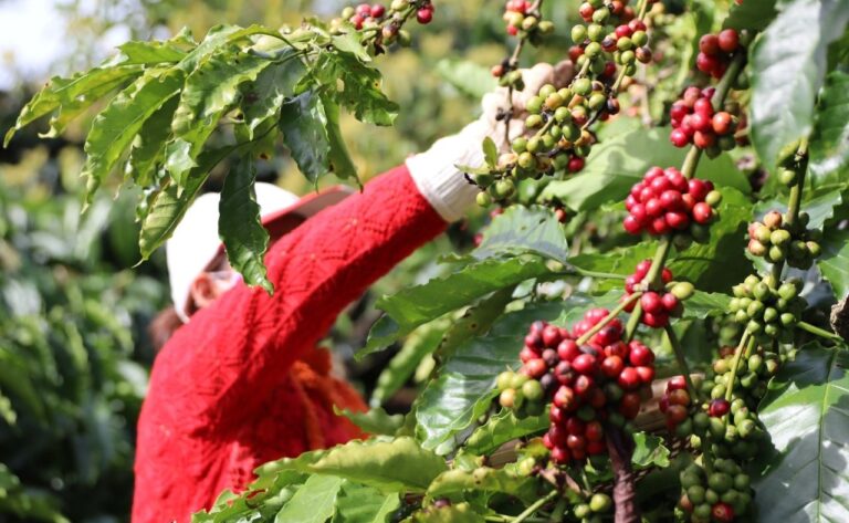 Giá cà phê "leo thang", người tiêu dùng thắt lưng buộc bụng, quán xá dè chừng 1 gia-ca-phe-robusta