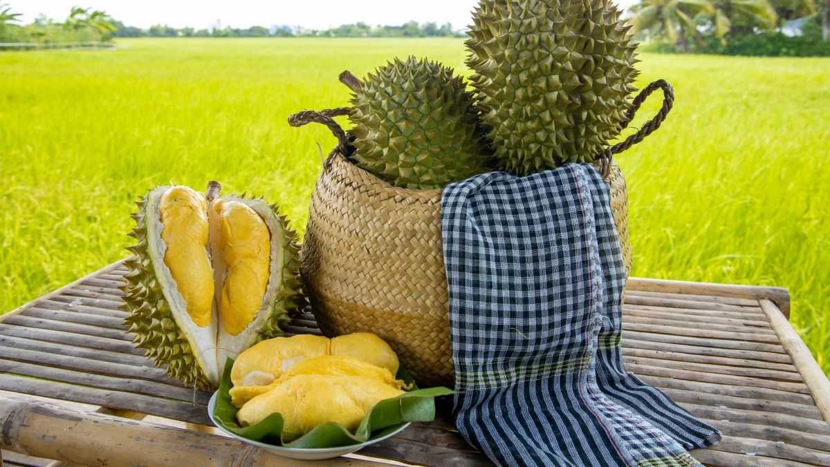 sầu riêng Việt Nam còn ghi nhận những bước tiến mạnh mẽ trên thị trường quốc tế, đặc biệt là tại Trung Quốc