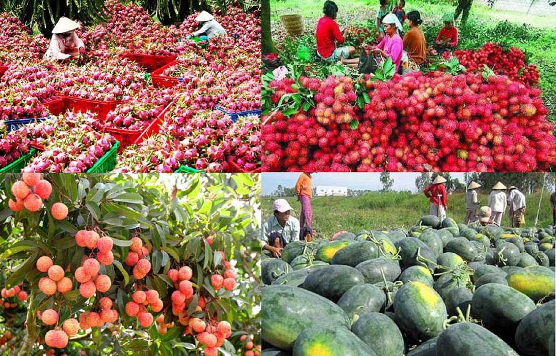 Giải pháp cho trái cây Việt xuất khẩu sang Trung Quốc 2 Việc đào tạo về kỹ thuật sản xuất, bảo quản và chế biến trái cây sẽ giúp nông dân sản xuất ra sản phẩm có giá trị cao hơn