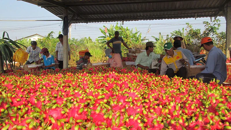 Xuất siêu nông lâm thủy sản đạt 13,86 tỷ USD trong 9 tháng đầu năm 2024