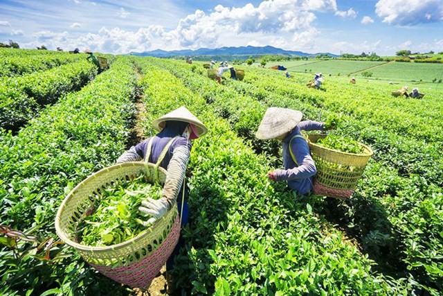 Tái định hình ngành Chè: Việt Nam đang làm gì để thoát bẫy giá rẻ?