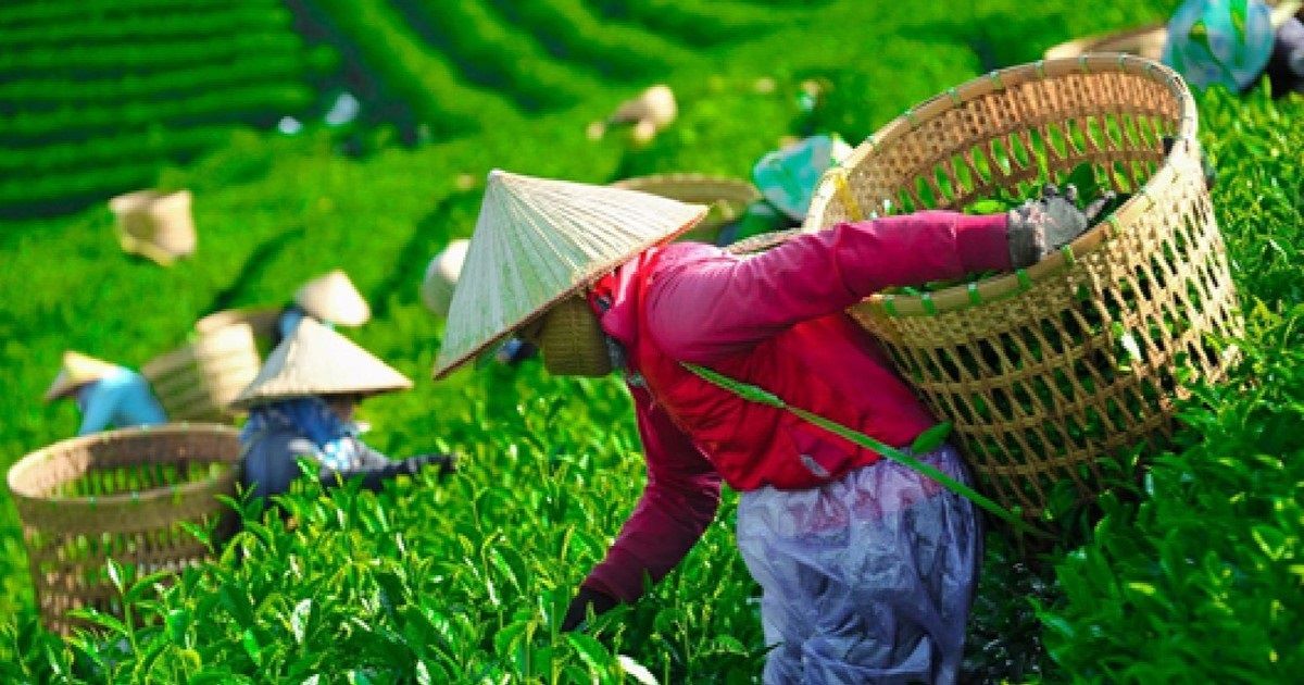 Tái định hình ngành Chè: Việt Nam đang làm gì để thoát bẫy giá rẻ? 2 xuất nhập khẩu ngành chè