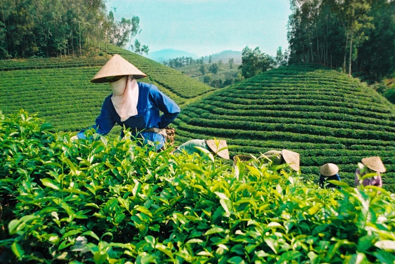 Tái định hình ngành Chè: Việt Nam đang làm gì để thoát bẫy giá rẻ? 3 xuất nhập khẩu ngành chè