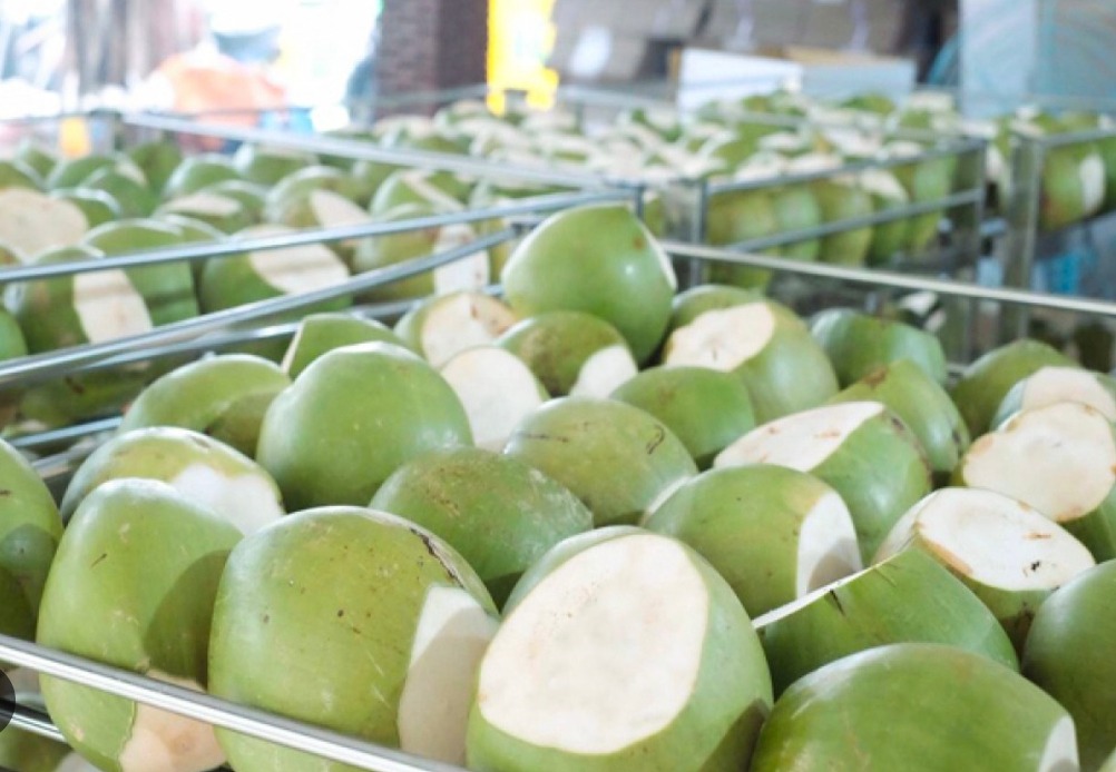 Xuất Nhập Khẩu Dừa Việt Nam Sang Mỹ Tăng 1.156%: Cơ Hội Bứt Phá Từ "Giấy Thông Hành" 1 xuất nhập khẩu