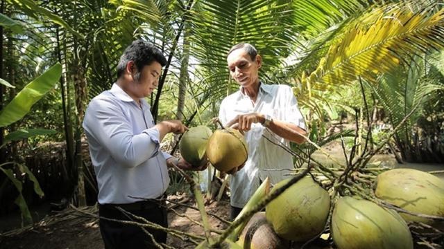 Xuất Nhập Khẩu Dừa Việt Nam Sang Mỹ Tăng 1.156%: Cơ Hội Bứt Phá Từ "Giấy Thông Hành" 3 xuất nhập khẩu