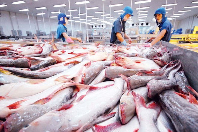 Tôm, cá tra Việt Nam: Điểm sáng xuất khẩu thị trường quốc tế 2 Tôm, cá tra Việt Nam: Điểm sáng xuất khẩu, bứt phá thị trường quốc tế